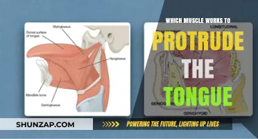 Tongue Protrusion: The Role of the Geniohyoid Muscle Explained