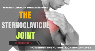 Muscles Stabilizing and Protecting the Sternoclavicular Joint: Key Players