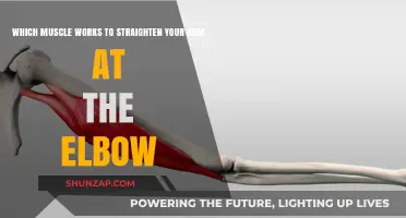 Triceps Brachii: The Key Muscle for Straightening Your Arm at the Elbow