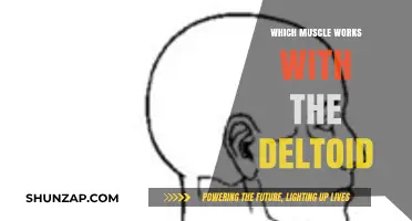 Muscles Synergizing with Deltoids for Shoulder Strength and Stability