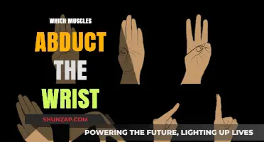 Wrist Abduction Muscles: Know Your Anatomy