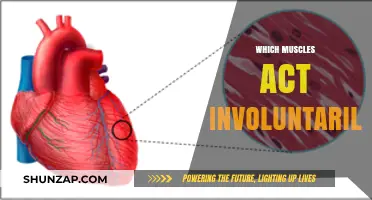 Understanding the Intricacies of Involuntary Muscles
