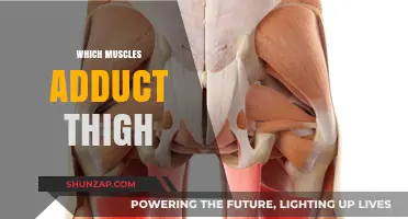 Thigh Adduction: These Muscles Are Responsible