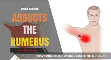 How to Adduct Your Humerus: Muscles Involved