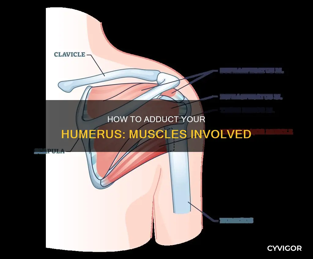 which muscles adducts the humerus