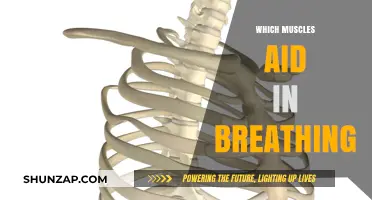 Breathing and the Muscles Involved