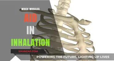Breathing Easy: Muscles Behind Inhalation
