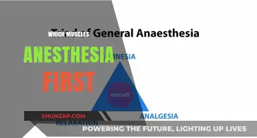 Anesthesia and Muscles: Which Muscles First?
