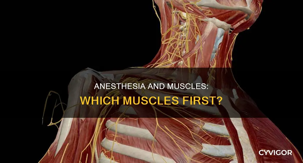 which muscles anesthesia first