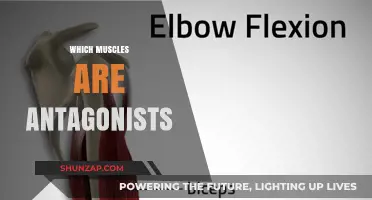 Antagonistic Muscles: The Body's Balancing Act