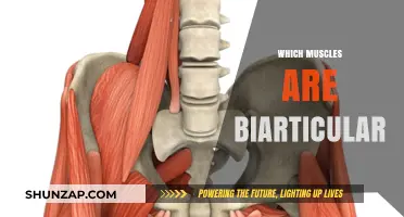 Biarticular Muscles: Understanding Their Unique Anatomy and Function