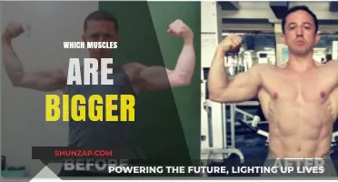 Muscle Size: What Determines the Bigger Pumps?