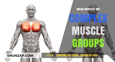 Understanding Complex Muscle Groups: Anatomy, Function, and Training Tips