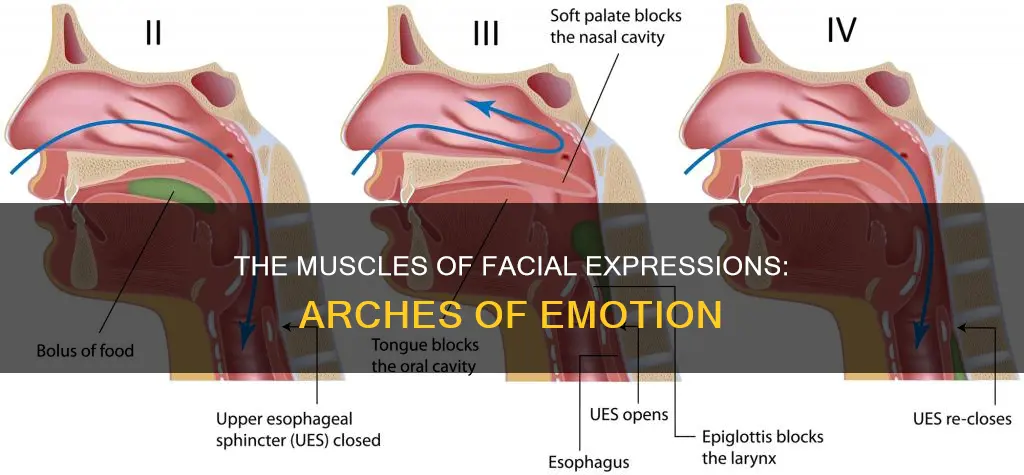 which muscles are faucial arches