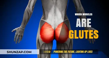 Glutes: Understanding the Powerful Muscles in Your Buttocks