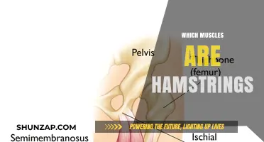 Understanding Hamstrings: The Muscles Behind Powerful Movement