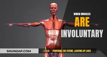 Involuntary Muscles: What You Need to Know