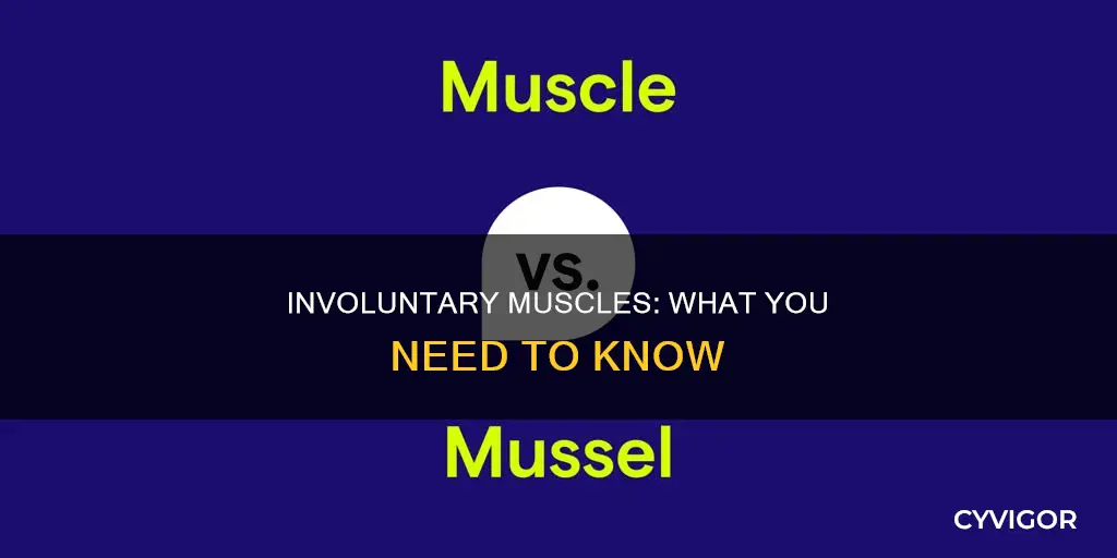 which muscles are involuntary
