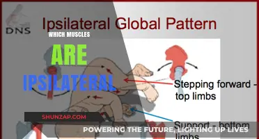 Understanding Ipsilateral Muscles: Unilateral Anatomy