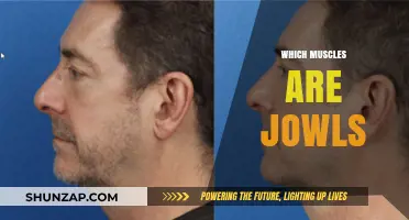 Understanding Jowls: The Muscles Behind Sagging Skin