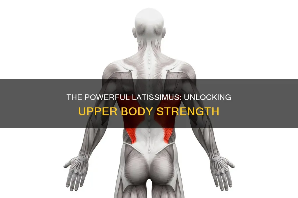 which muscles are lats