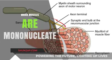 Mononucleated Muscles: The Unsung Heroes of Human Movement