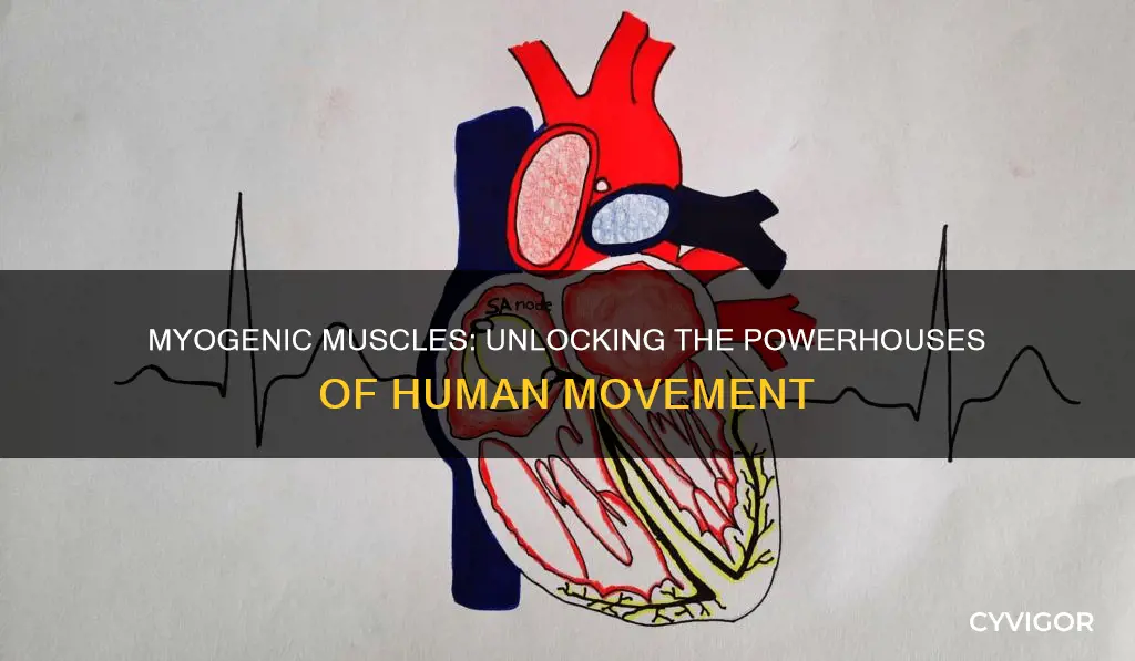 which muscles are myogenic