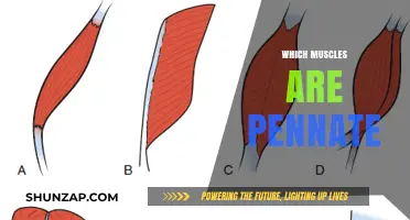 Pennate Muscles: Understanding Their Unique Structure and Function