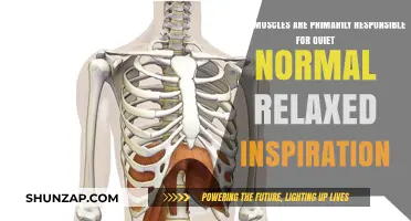 Key Muscles Driving Quiet, Relaxed Breathing Explained Simply