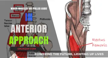 Anterior Approach: Muscles Pulled Aside During Hip Replacement Surgery
