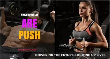 Push Workouts: Which Muscles Are Targeted?
