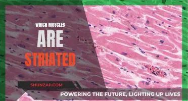 Striated Muscles: What Are They and Where Are They Located?