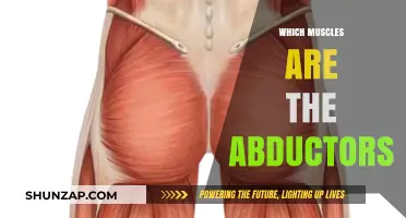 Understanding Abductors: Muscles for Movement and Stability