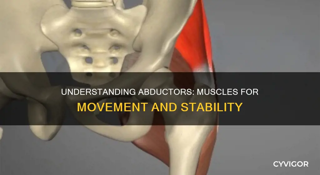 which muscles are the abductors