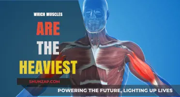 Muscle Mystery: What Are the Heaviest Muscles?