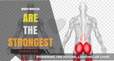 Exploring the Strongest Muscles in the Human Body