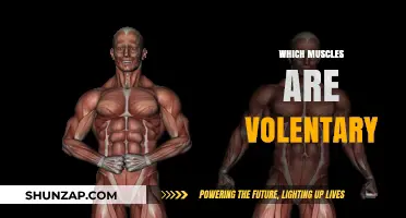 Voluntary Muscles: Master Your Body's Movements
