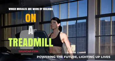 Treadmill Walking: Muscles Engaged and Strengthened in Motion