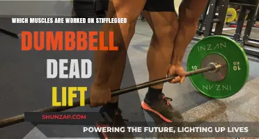 Stiff-Legged Dumbbell Deadlift: Targeted Muscles and Benefits Explained