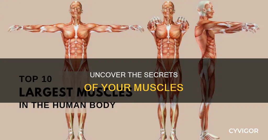 which muscles are your