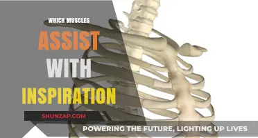 Breathing Easier: Muscles Behind Inspiration