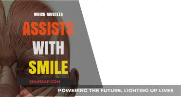 How Your Face Muscles Create a Smile