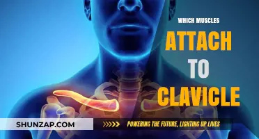Unlocking Clavicle's Muscular Connections