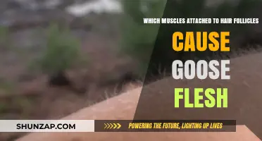 Goosebump Muscles: How Arrector Pili Triggers Hair Follicle Response