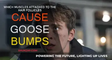 Goose Bumps: What Muscles Are Involved?