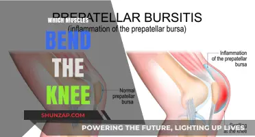 Knee Bending Muscles: Understanding Their Function and Mechanism