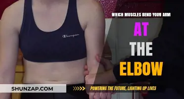 Muscles That Flex Your Elbow: Understanding Arm Bending Mechanics
