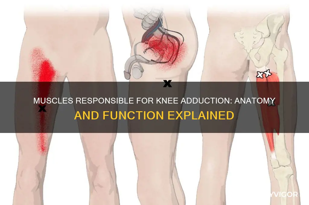 which muscles cause knee adduction