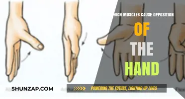 Hand Opposition Muscles: Key Players in Thumb and Finger Movement