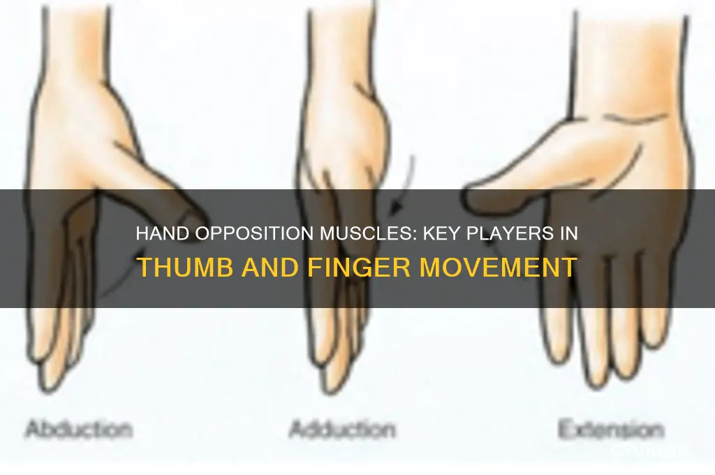 which muscles cause opposition of the hand